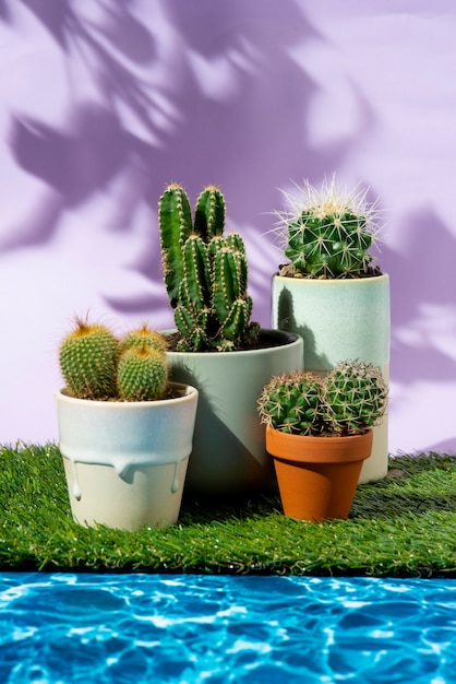 Cactus plants arrangement still life