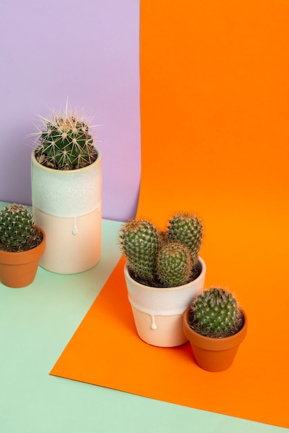 Free photo cactus plants arrangement still life