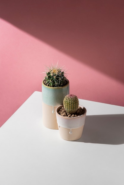 Free photo cactus plants arrangement still life