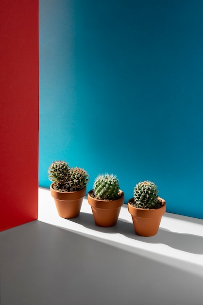 Cactus plants arrangement still life