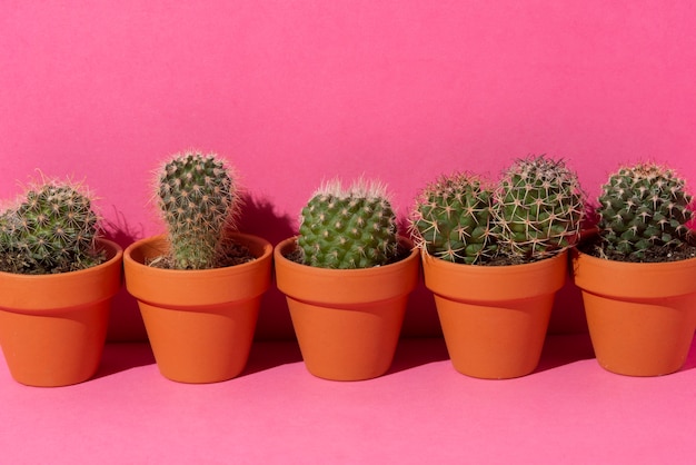 Foto gratuita natura morta di disposizione delle piante di cactus