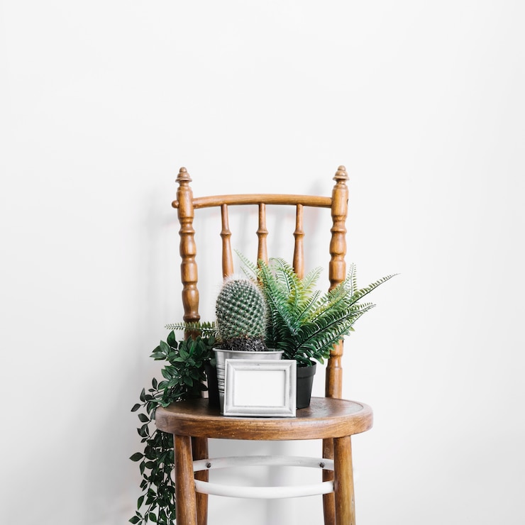 Free Photo cactus and plants on chair