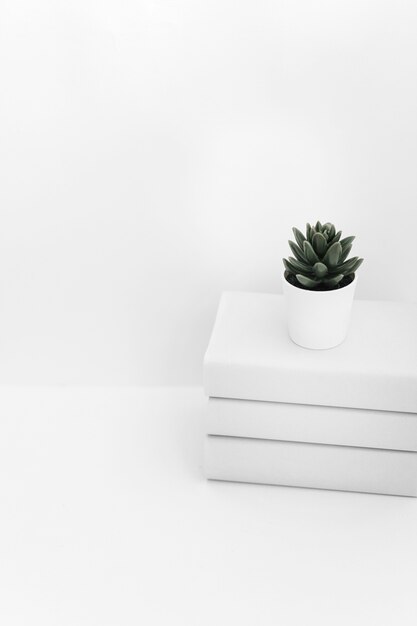 Cactus pot on book stacked against white backdrop