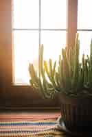 Free photo cactus in pot on windowsill