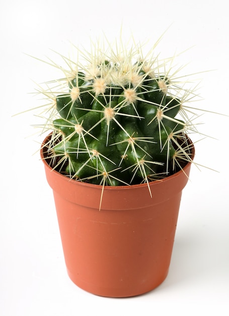 Cactus in a pot