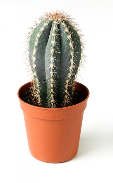 Cactus in a pot