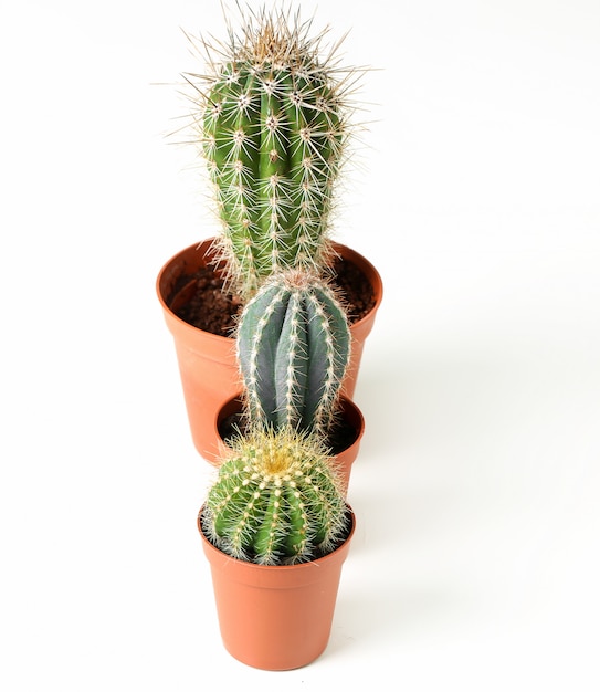 Free photo cactus in a pot