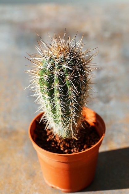 Free photo cactus in a pot