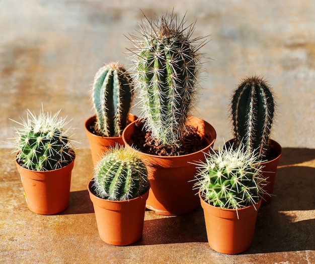 Free photo cactus in a pot