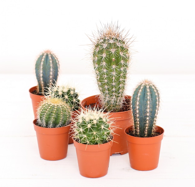 Free photo cactus in a pot