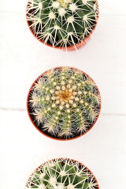 Free photo cactus in a pot