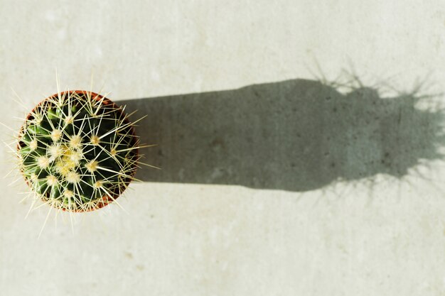 Cactus in a pot