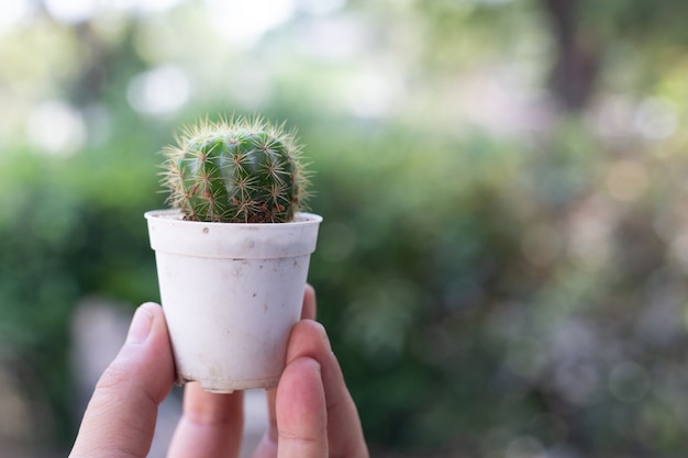 Free photo cactus in potted