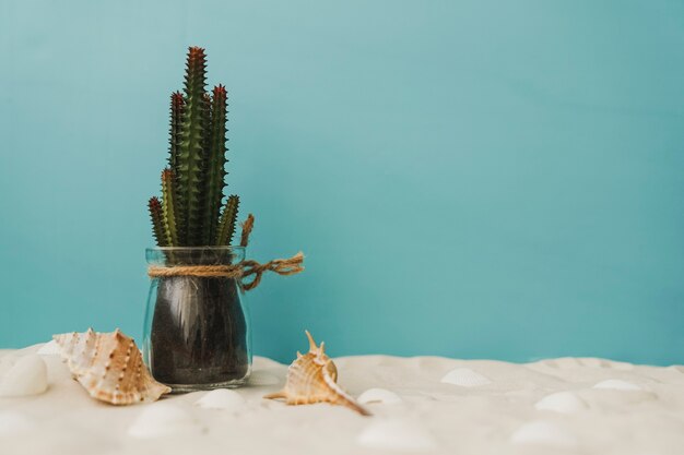 Cactus on sand