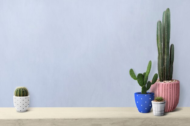 Cactus on a shelf by a blank wall background