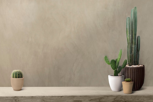 Cactus on a shelf by a blank wall background