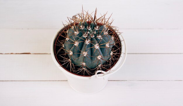 木製の机の上の白いバケツでサボテンのとげのある植物