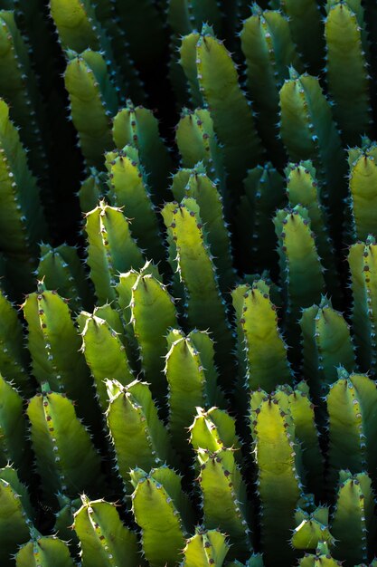 Cactus vegetation