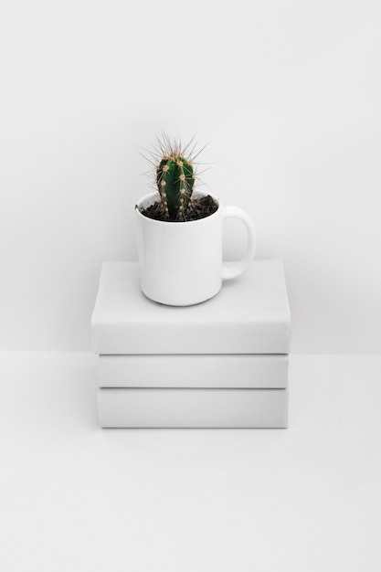 Cactus in tazza bianca sopra impilati di libri isolati su sfondo bianco