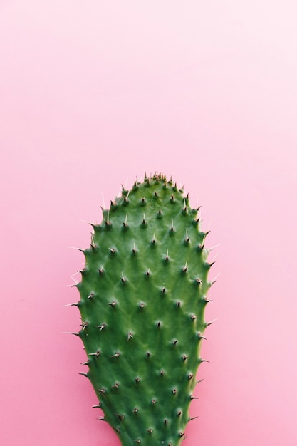 Cactus with many thorns on colored background