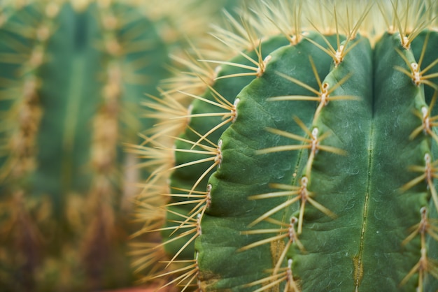 Cactus with spikes closeup