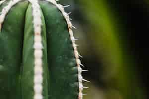 Free photo cactus with white needles