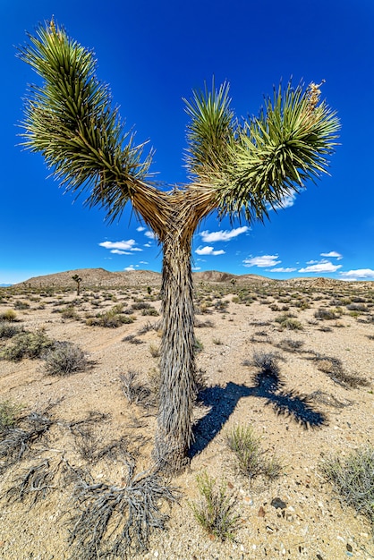 Free photo cactus