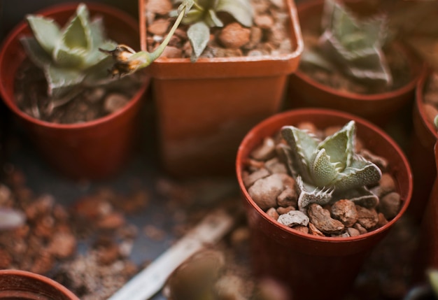 Foto gratuita cactus