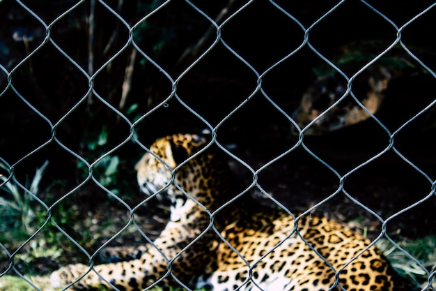 Caged spotted leopard