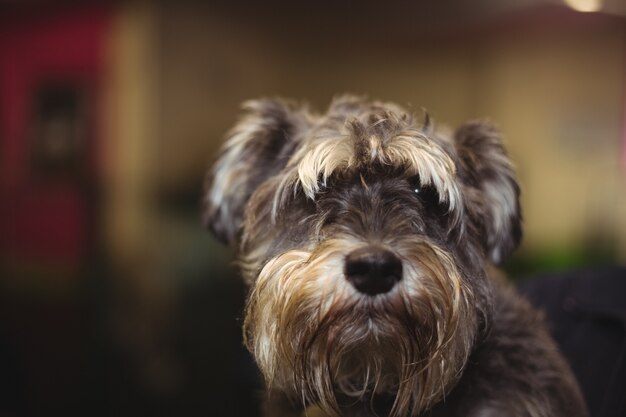 Cairn terrier puppy