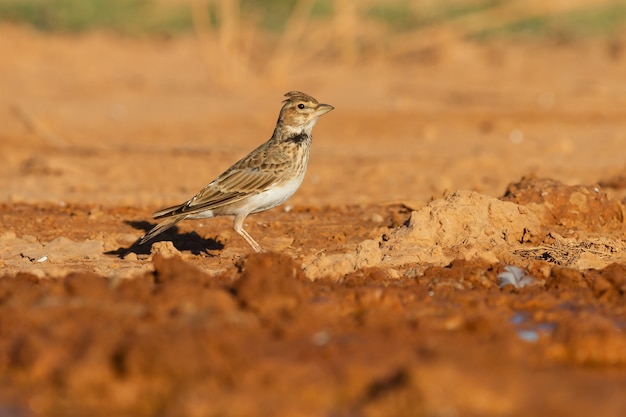 Жаворонок Каландра, небольшая степная птица из семейства Alaudidae в Сарагосе, Испания