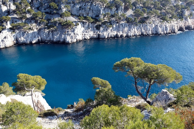 calanque pine