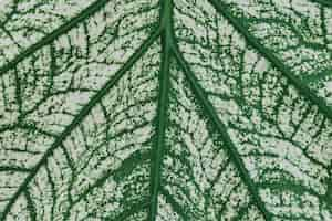 Free photo calathea leaf background close up