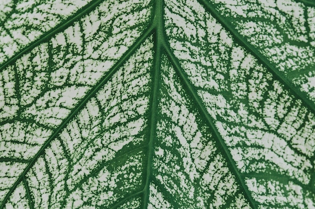 Calathea leaf background close up