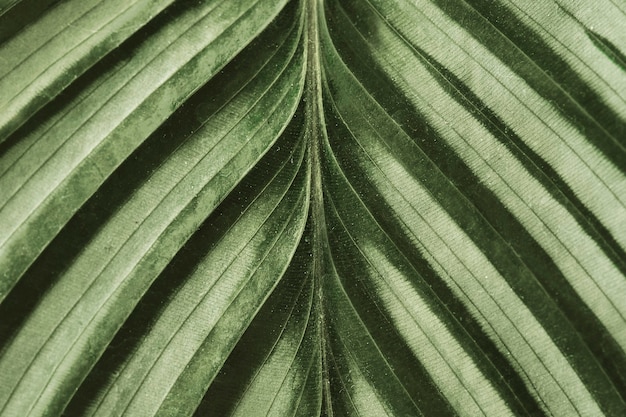 Free photo calathea leaf background close up