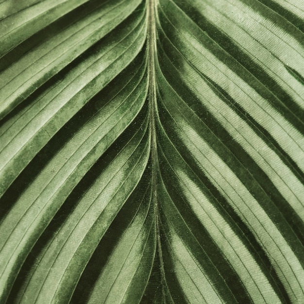 Free photo calathea leaf background close up