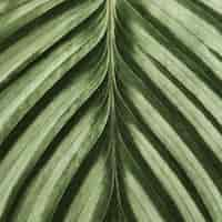 Free photo calathea leaf background close up