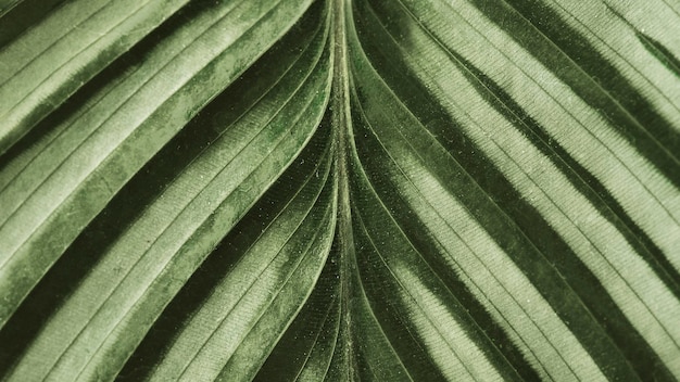 Free photo calathea leaf background close up