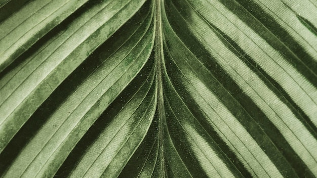 Calathea leaf background close up