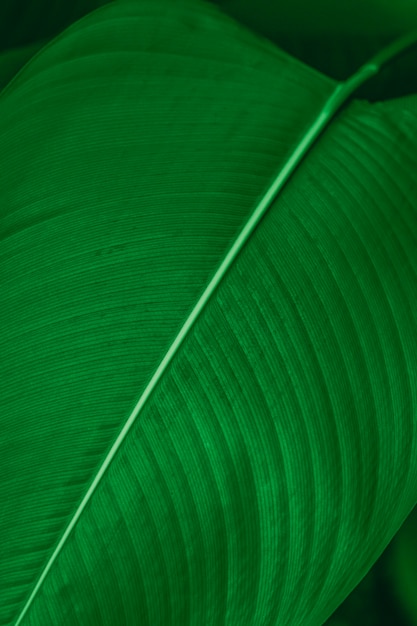 カラテアルテアの葉のマクロ撮影の背景