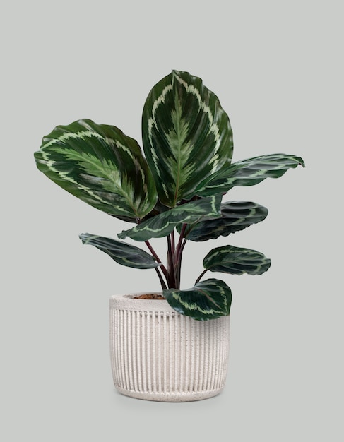 흰색 냄비에 Calathea 메달리온 식물