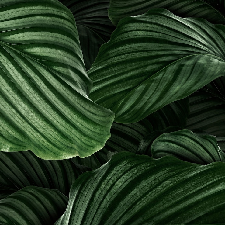 Free Photo calathea orbifolia green natural leaves background