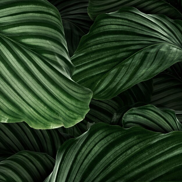 Calathea Orbifolia green natural leaves background