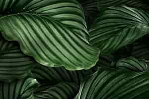Free photo calathea orbifolia green natural leaves