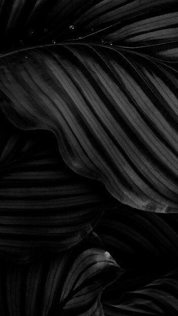 カラテア・オルビフォリア (Calathea orbifolia) 自然の葉の背景