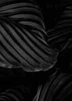 Бесплатное фото Калатея орбифолия естественные листья фон