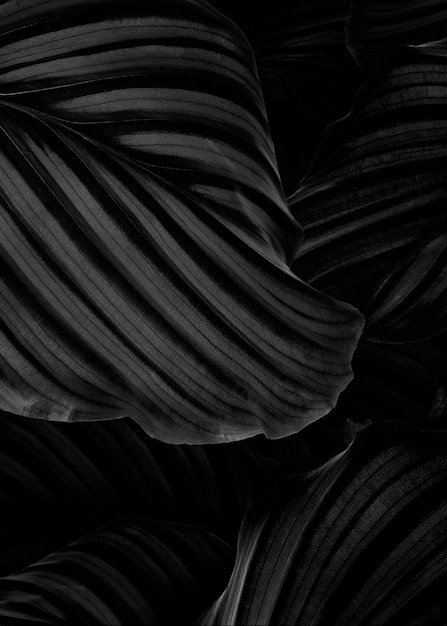 カラテア・オルビフォリア (Calathea orbifolia) 自然の葉の背景