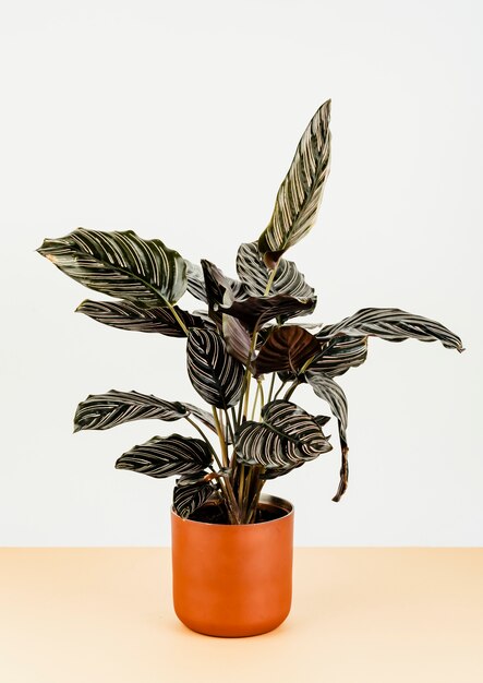 Calathea ornata Sanderiana в оранжевом вазоне