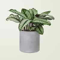 Foto gratuita pianta di calathea in vaso grigio