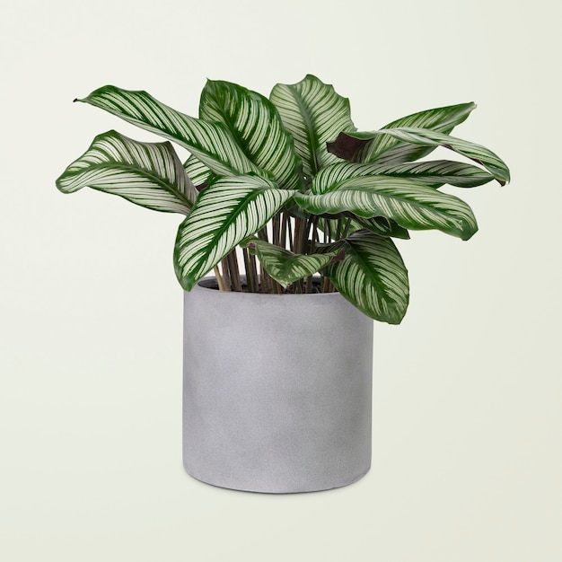 Calathea plant in a gray pot